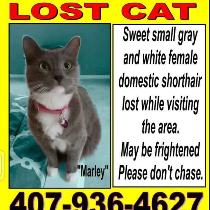 This shorthair domestic cat has been missing from Mount Kisco.