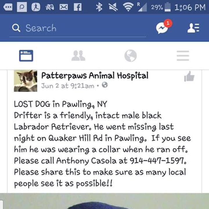 Drifter, a black Labrador Retriever, has been missing since Thursday, June 3.