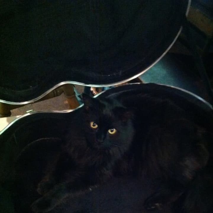 Dave, the black cat, is missing from the Ossining area.