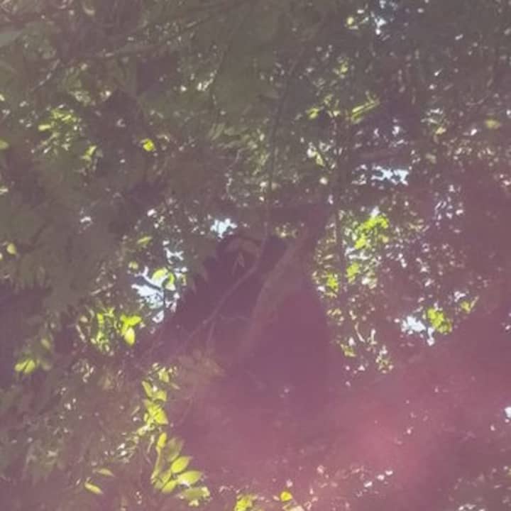 A bear is up in a tree in Danbury on Friday morning.