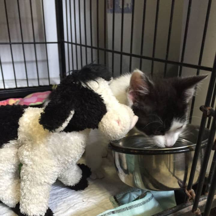 A pair of animals were abandoned in a Yonkers building.