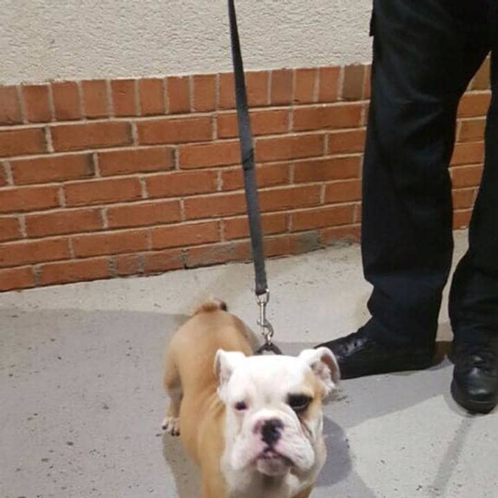 The Brookfield police are searching for the owner of an English bulldog found near the Danbury Fair Mall.