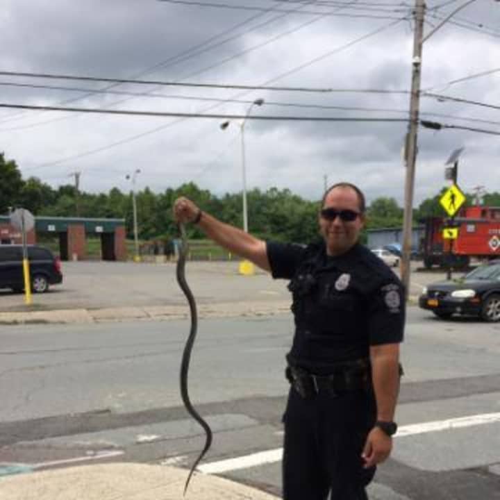 Port Jervis Police Officer Patrick Kerr removed a large black snake from a busy intersection and turned it over to Trinity Pets.