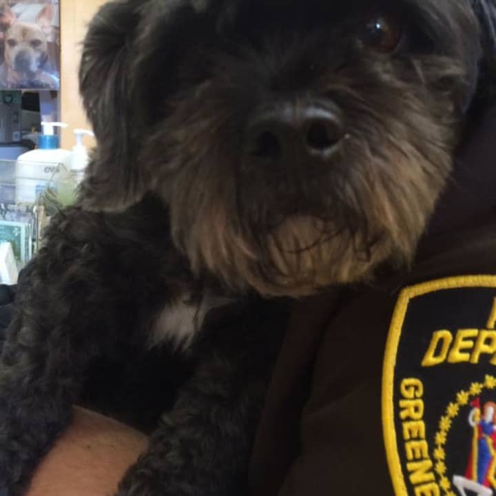 Authorities and pet advocates are searching for the owner of a dog found Friday in Elmsford.