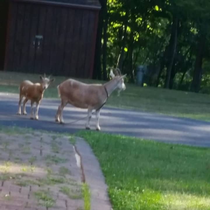 Two goats have been on the loose in the town of Kent for the past two weeks. The town is looking for their owners.