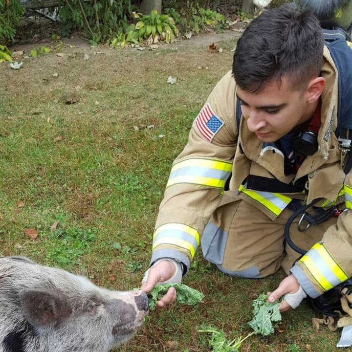 A Trumbull firefighter feeds Texas the pig after responding to a carbon monoxide alarm Saturday morning.