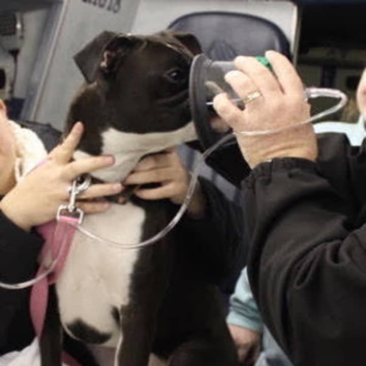 Pet oxygen masks will help resuscitate dogs after a fire.
