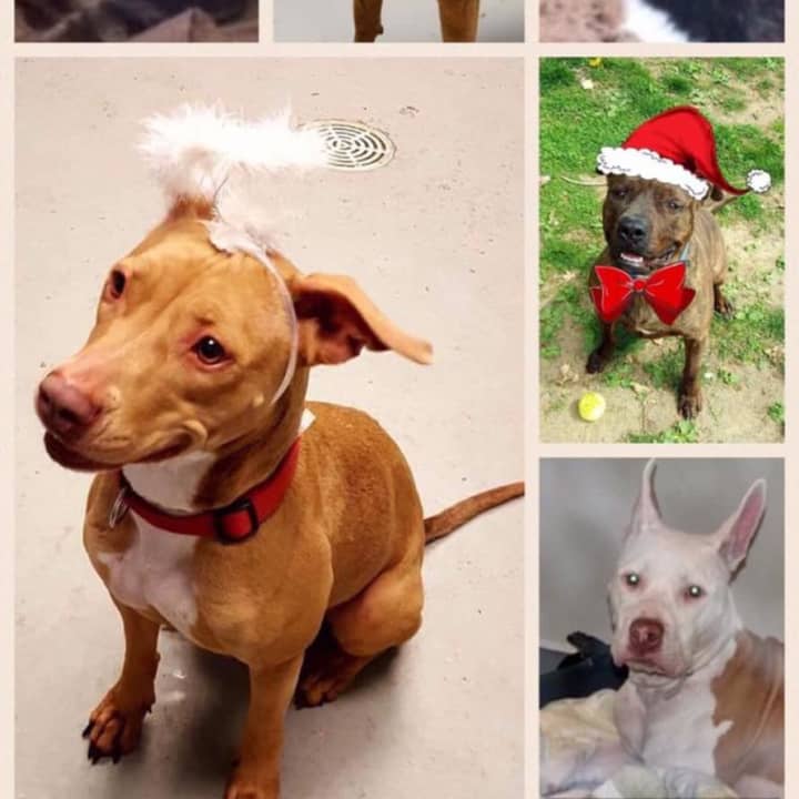 The Yonkers Animal Shelter will waive adoption fees for adults dogs and cats from Dec. 26 to Dec. 31.