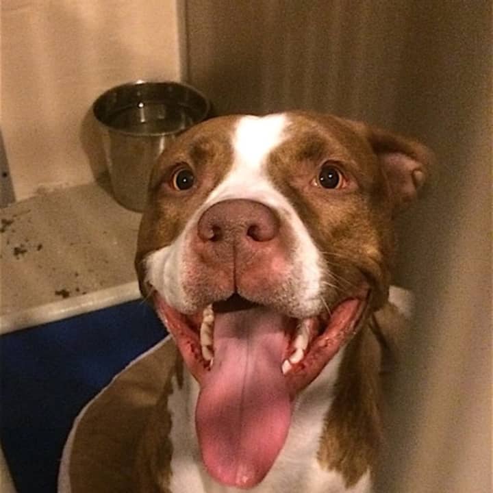 This smiley face dog was found wandering on Route 6 in Mahopac.
