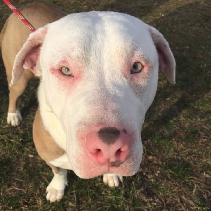 This 1-year-old American pit bull terrier was found Sunday at the rear parking lot of the CVS Pharmacy at 397 Post Road E. in Westport, police said.
