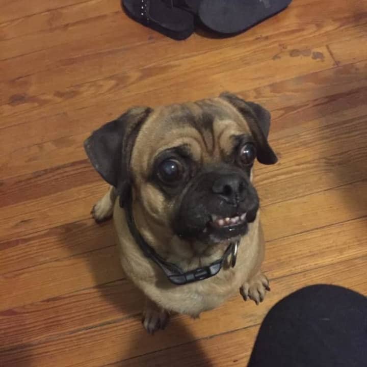 Tiki the dog is lost in Mount Vernon and her owner is desperate to have him returned home.