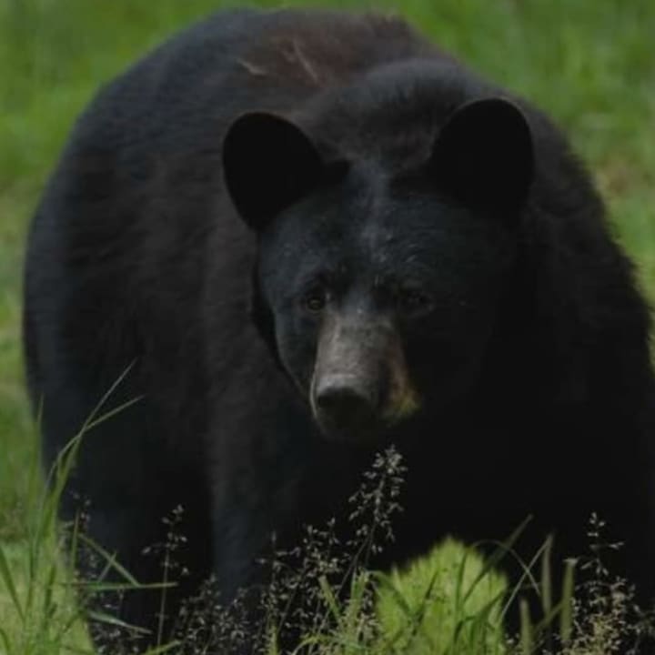 A black bear is on the loose in Peekskill.