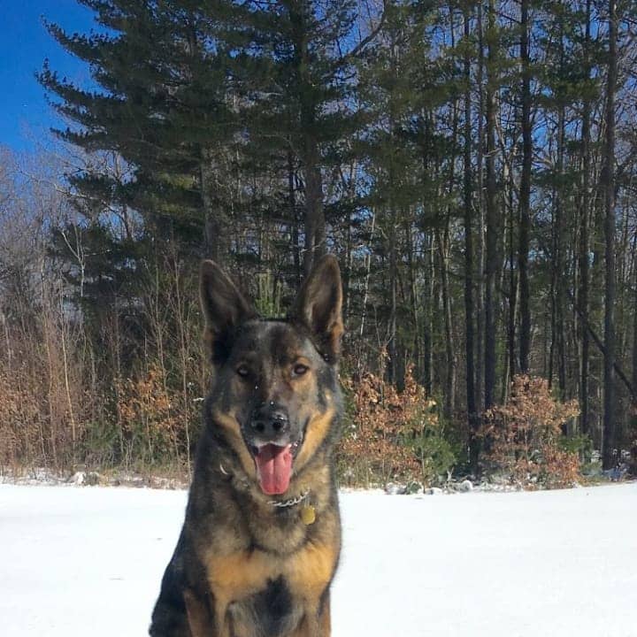 One of Connecticut&#x27;s K9 troopers will be safer thanks to a bulletproof vest donated by Curtiss Ryan Honda.