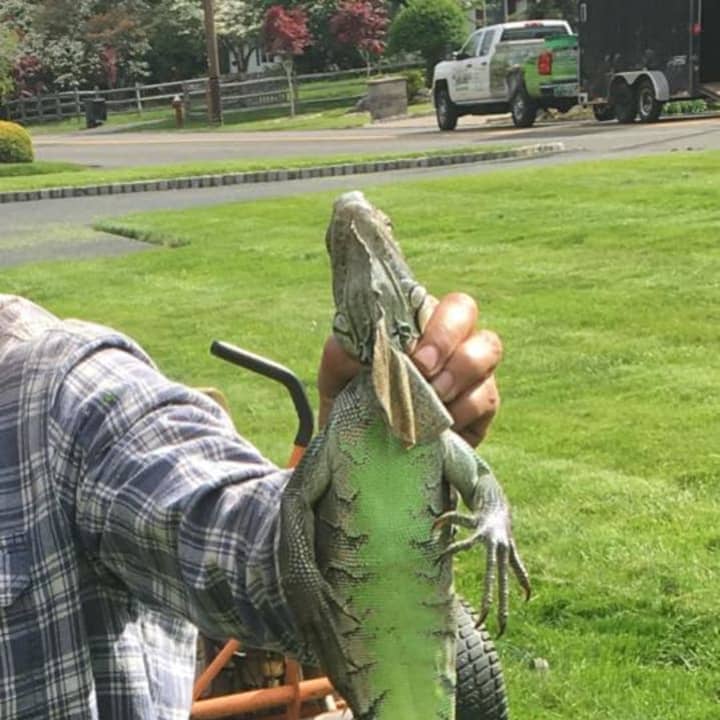 Scott Paness of Nanuet found this iguana in his front yard.