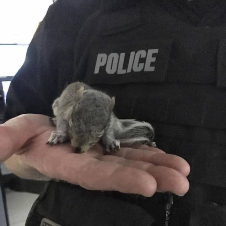 A Ramapo police officer helped rescue &quot;Rocky&quot; the baby squirrel, who was abandoned in a Rockland roadway.