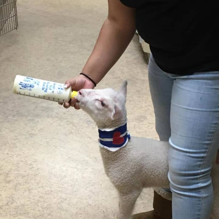 A baby lamb is being cared for by the Franklin Lakes Animal Hospital.