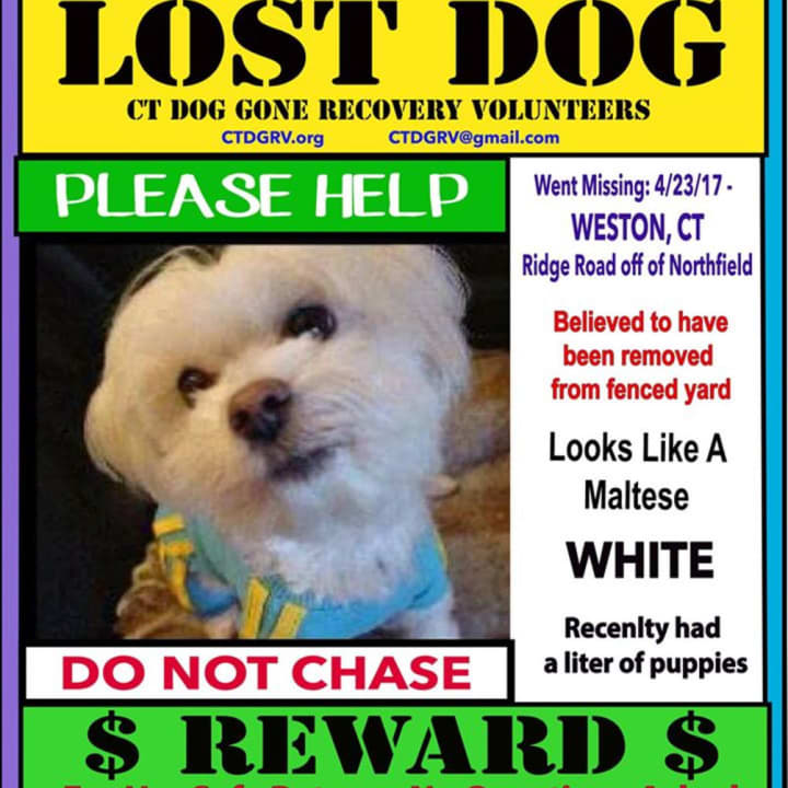 Lucy went missing from a fenced yard on Ridge Road off Northfield in Weston on Sunday.