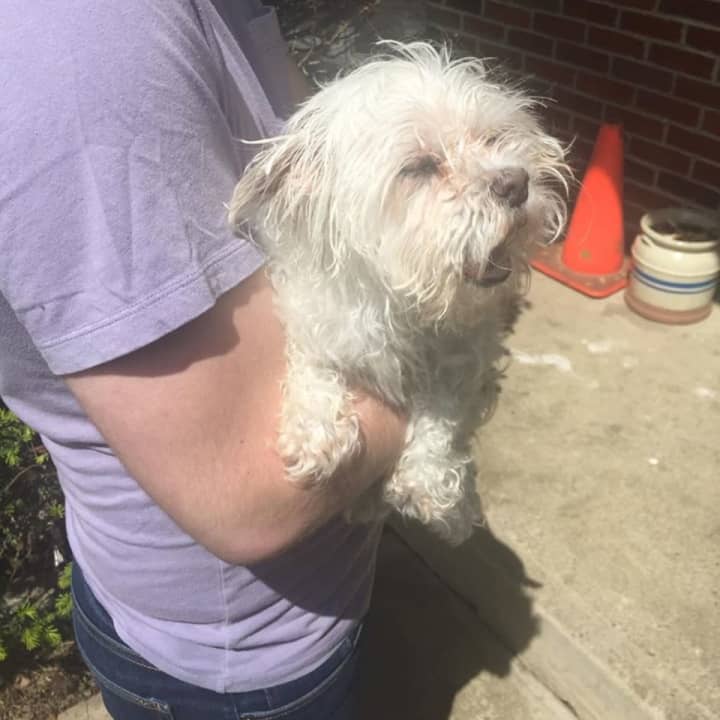 Lulu was rescued by Ramapo police after she fell into a sewer grate.