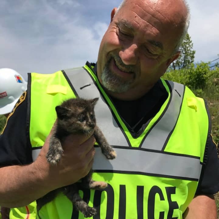Veteran Norwalk Police Officer Russell Ouellette with a kitten he rescued.