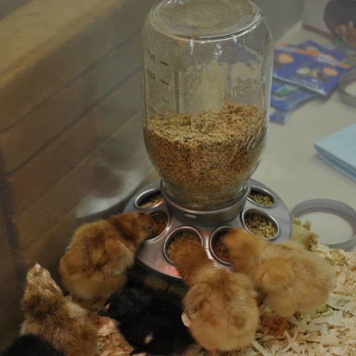 Baby chicks were born in a Danbury kindergarten class.