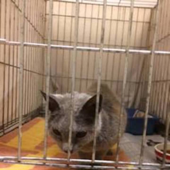 This little gray cat was found in the Wilson Point neighborhood in Norwalk.