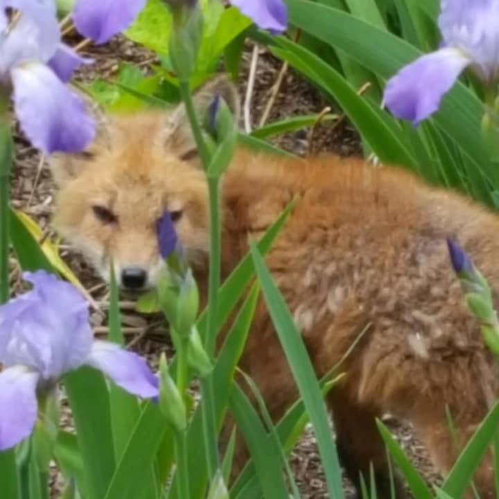 This baby fox was thought to be injured but was really just waiting for its mother to return.