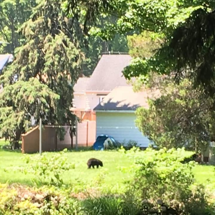 Multiple bear sightings have been reported recently in Milford.
