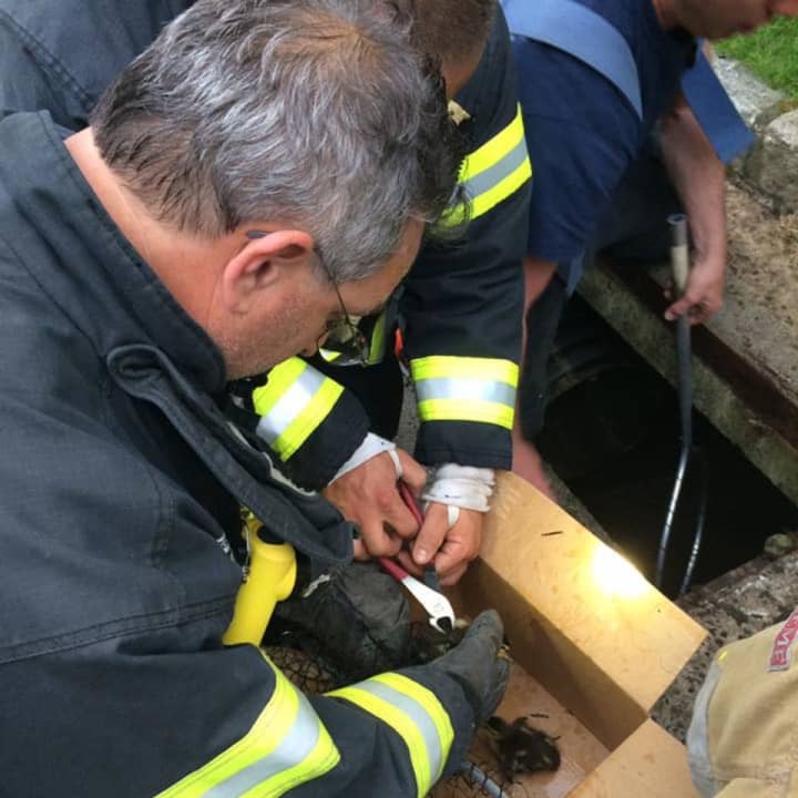 Greenwich Professional Firefighters fish out  the ducklings that are caught in the storm drain at the Perrot Library in Greenwich.