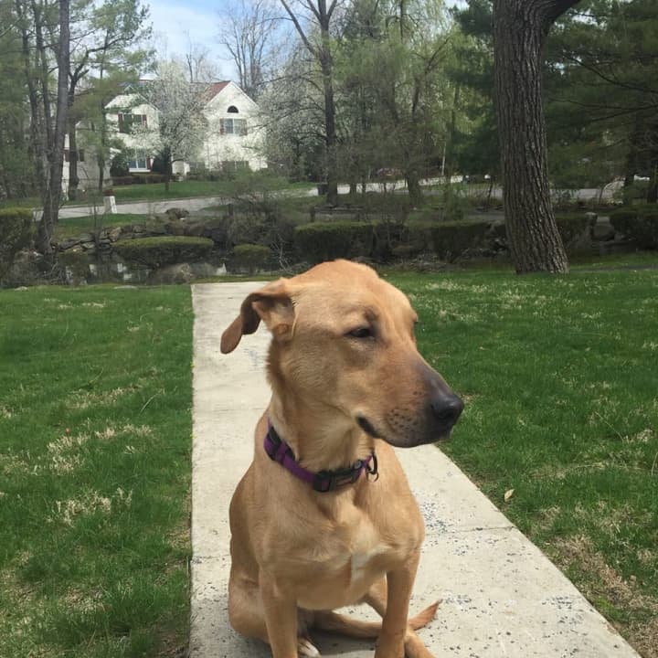 Rosie has been reported missing in Greenburgh.