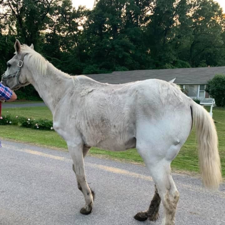 State Police in Carlisle rescued more than 400 animals in “deplorable” conditions over the weekend, leading to felony aggravated animal cruelty charges for a Cumberland County man.