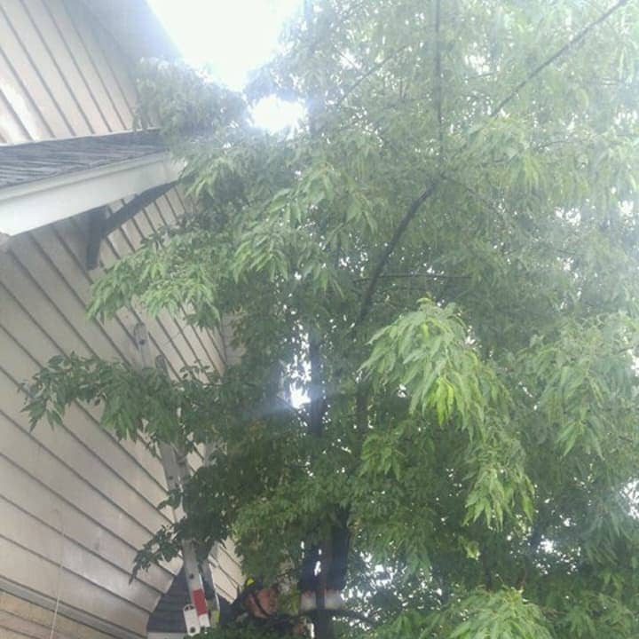 Firefighters rescue a boy and his kitten from a tree in Hackensack.