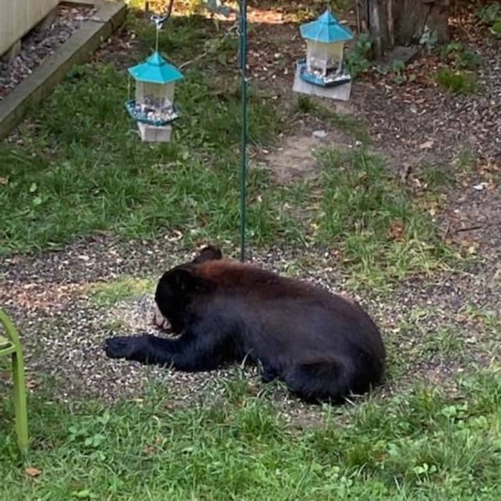A bear was spotted making the rounds in a Dutchess County backyard.