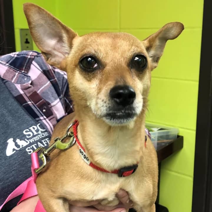 The chihuahua that was found in a garbage bag in Elmsford.