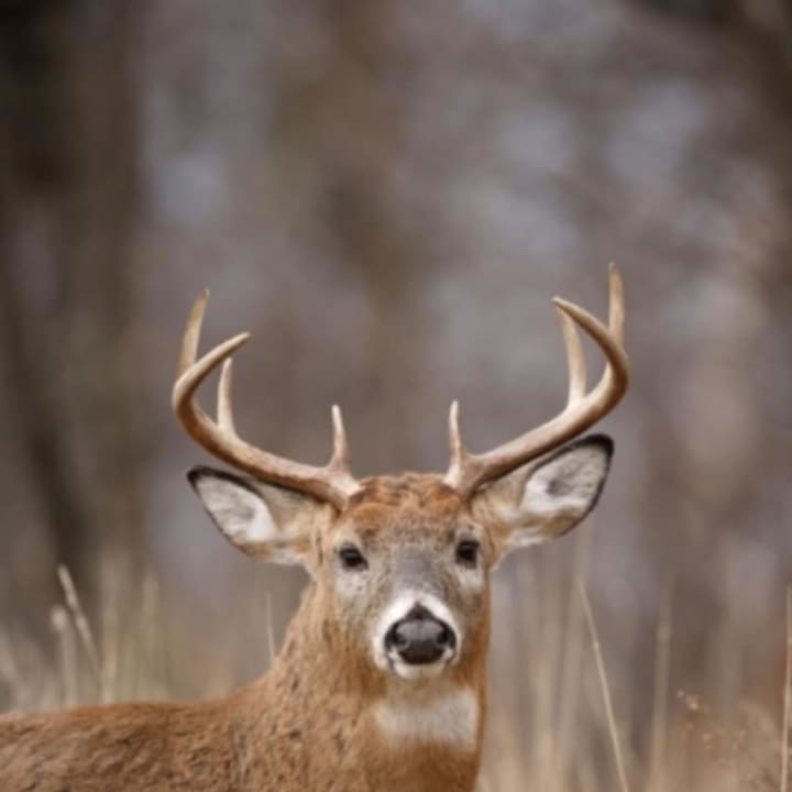 The outlook for the 2017 deer hunting season is good, according to DEEP. The best opportunities are in the southwest corner of the state and many of the shoreline towns, especially for bowhunters.