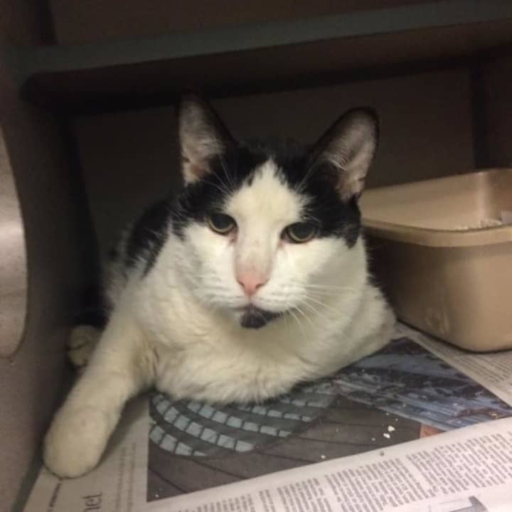This cat was found on Central Avenue in Hartsdale.