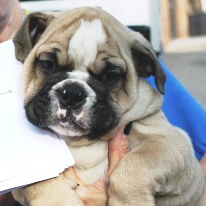 A bulldog being cared for at the Bergen County Animal Shelter in Teterboro, among the 26 found in a Garfield van.