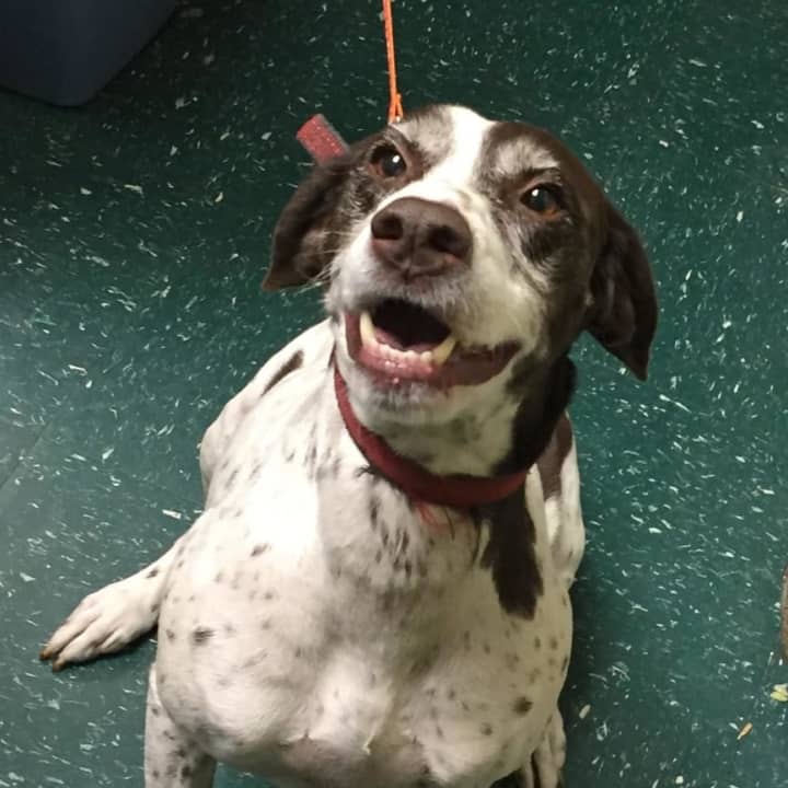 The female Pointer was found in the Poverty Hollow/Stepney Road area of Redding.