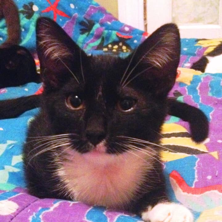 This kitten was found in Mount Vernon on Monday.