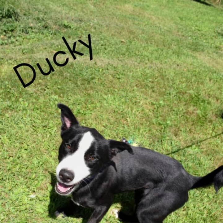 Ducky is one of the Dogs saved from Hurricane Harvey.