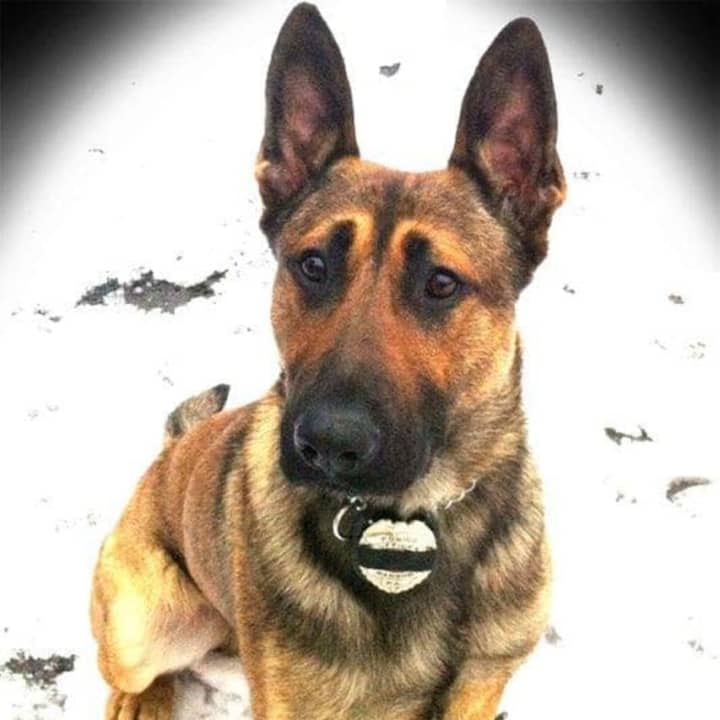 Beloved Bangor Police K9 Edo died of a sudden illness Wednesday afternoon after spending nine years on the force, the department said.