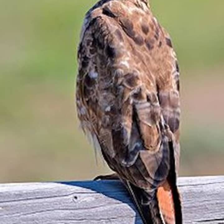 A hawk has been attacking people in Fairfield County.