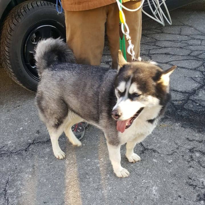 The Clarkstown Police Department moved this missing husky to a New City kennel.