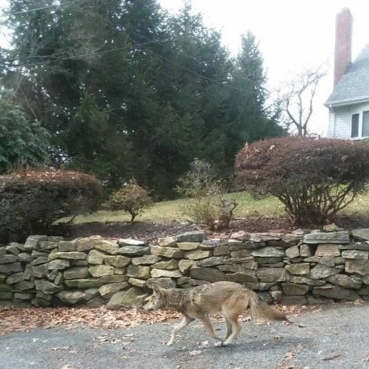 This coyote remains at large in Yonkers.
