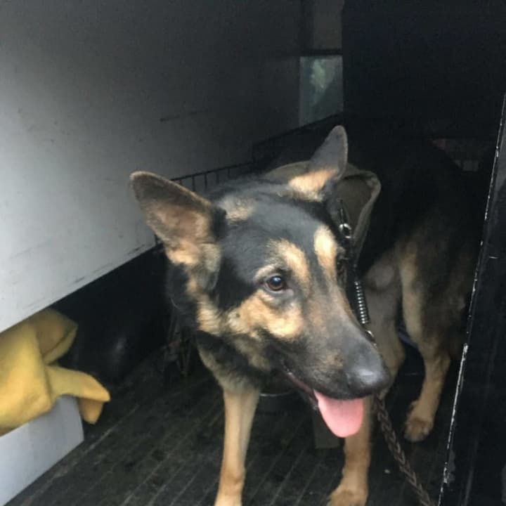 The Ramapo Police Department is hoping to reunite this German Shepherd with its family.
