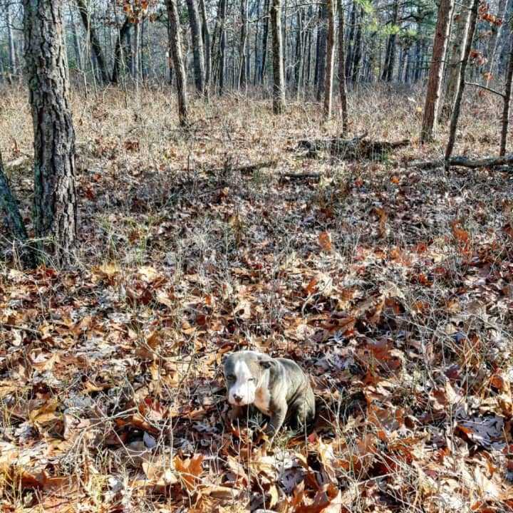 A keen-eyed driver going past the Wildlife Management Area in Millville spotted one puppy sitting on the side of the road, as if waiting for someone, on Wednesday, Nov. 16.