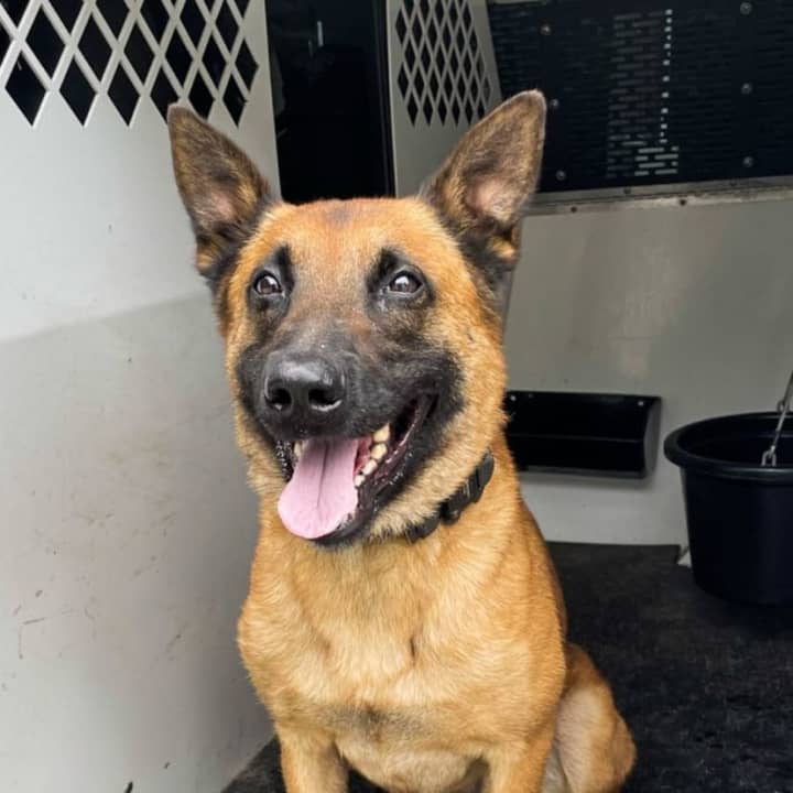 Massachusetts State police dog Tucker helped Holyoke police track down a man with a violent past earlier this week who is accused of assaulting his girlfriend before running into the woods to hide, authorities said.