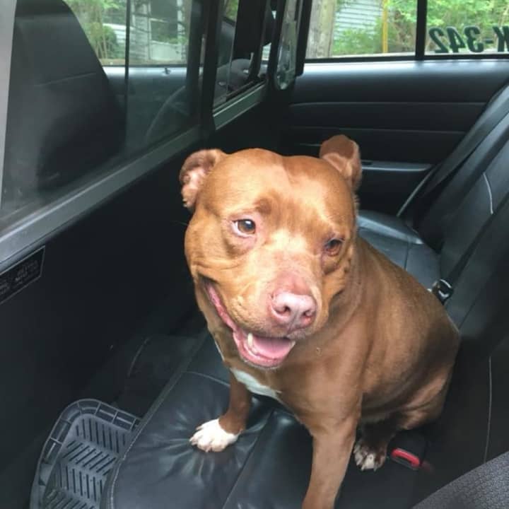 This dog was found by the Lewisboro Police Department.