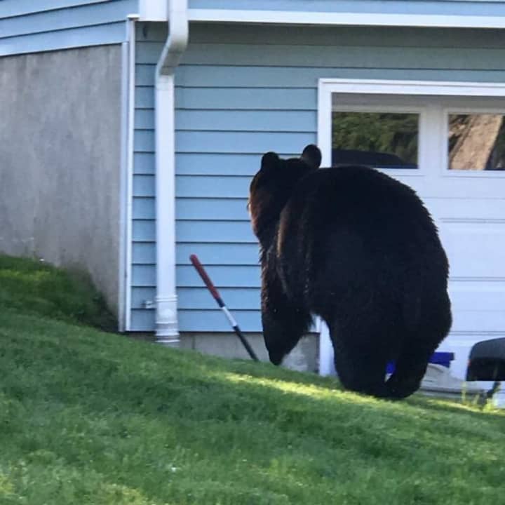 A bear was caught investigating a Hillburn home on Thursday morning.
