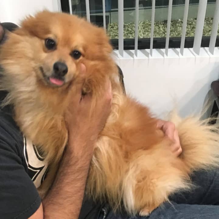 Members of the Yorktown Police Department are seeking the public’s assistance as they attempt to reunite a missing dog with his family after he was found over Memorial Day Weekend.