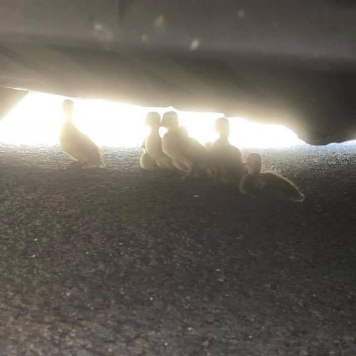 Ramapo police rescued a family of ducks hiding under a car in a local shopping center.